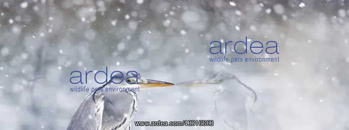 : Grey Heron (Ardea cinerea) in snow, Alsace, France : Grey Heron (Ardea cinerea) in snow, Alsace, France