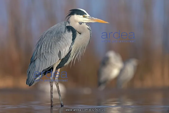 : Grey heron or (Ardea cinerea) in splendor dress : Grey heron or (Ardea cinerea) in splendor dress