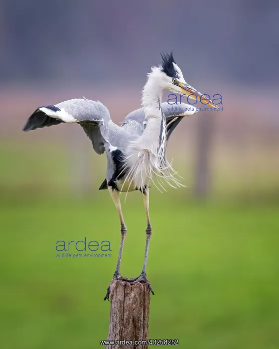 : Grey heron (Ardea cinerea) standing on pasture fence : Grey heron (Ardea cinerea) standing on pasture fence