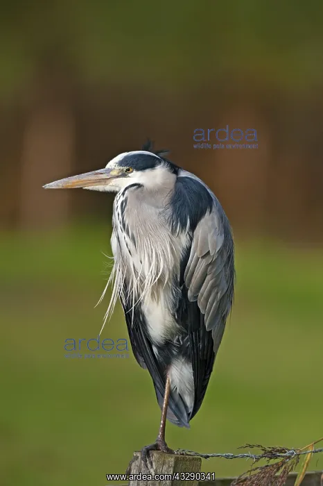 : Grey Heron (Ardea cinerea) is standing on a pol : Grey Heron (Ardea cinerea) is standing on a pol