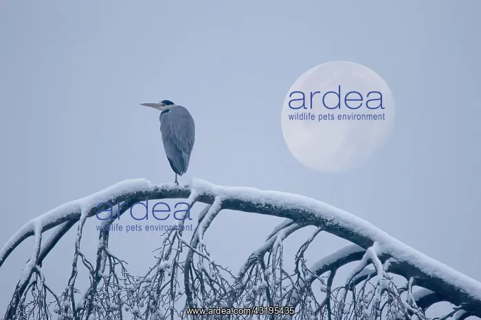 : Grey heron (Ardea cinerea) standing on a snowy tree : Grey heron (Ardea cinerea) standing on a snowy tree