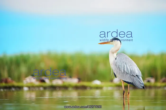  : Grey heron (Ardea cinerea), standing in water, Pusztaszer