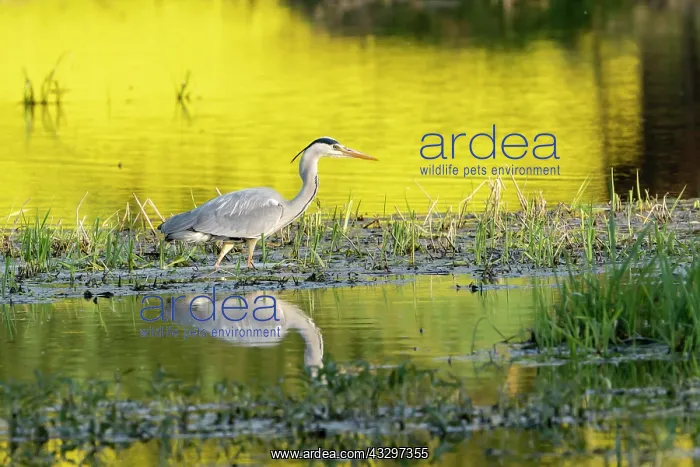 : Grey heron (Ardea cinerea), standing in the water : Grey heron (Ardea cinerea), standing in the water