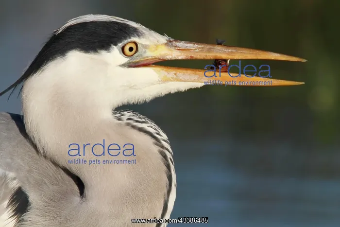 : Grey heron (Ardea cinerea), Strohauser Plate, portrait w : Grey heron (Ardea cinerea), Strohauser Plate, portrait w