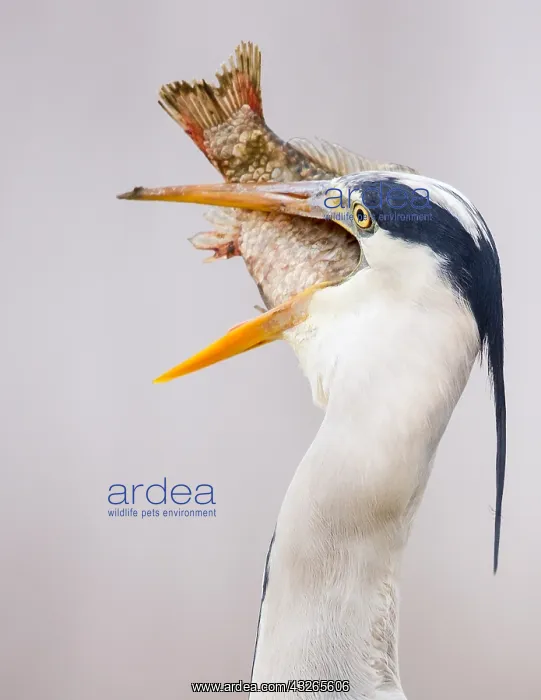 : Grey Heron (Ardea cinerea) swallowing an enourm : Grey Heron (Ardea cinerea) swallowing an enourm