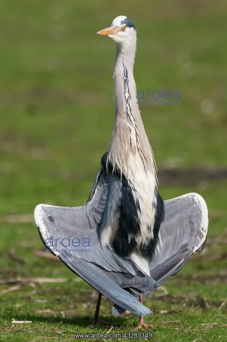 : Grey heron (Ardea cinerea) takes a sunbath with : Grey heron (Ardea cinerea) takes a sunbath with
