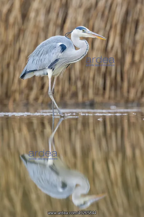: Grey Heron (Ardea cinerea) wading in shallow wa : Grey Heron (Ardea cinerea) wading in shallow wa