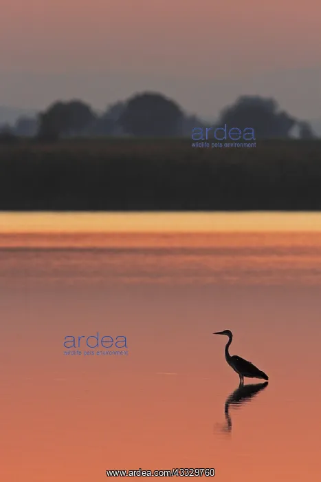 : A Grey Heron (Ardea cinerea) waits for prey in a : A Grey Heron (Ardea cinerea) waits for prey in a