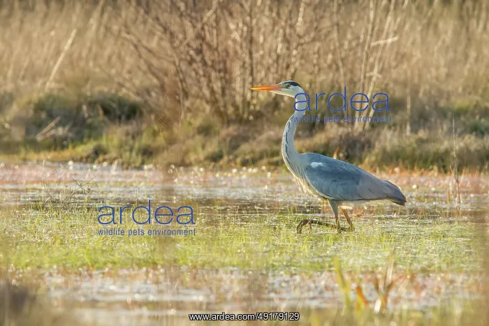  : Grey heron (Ardea cinerea) ~ walking on marsh ~ A Veiga
