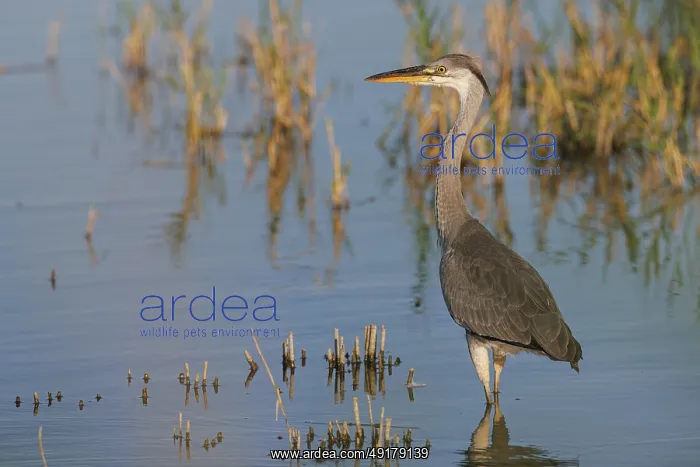 : Grey heron (Ardea cinerea) ~ young on marsh ~ Camargue : Grey heron (Ardea cinerea) ~ young on marsh ~ Camargue