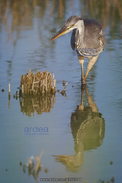 : Grey heron (Ardea cinerea) ~ young on marsh ~ Camargue : Grey heron (Ardea cinerea) ~ young on marsh ~ Camargue