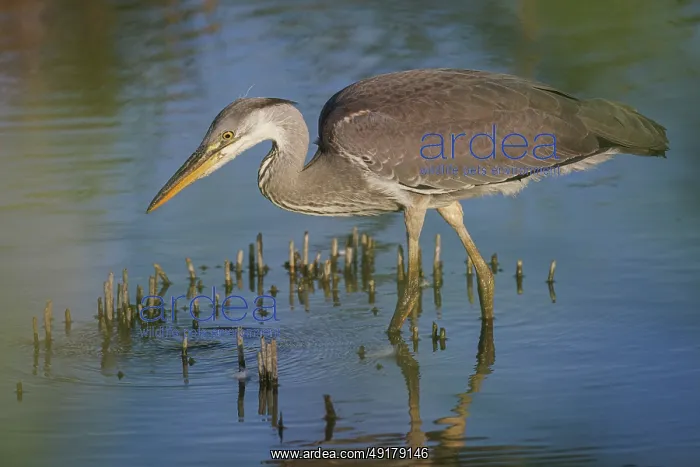 : Grey heron (Ardea cinerea) ~ young on marsh ~ Camargue : Grey heron (Ardea cinerea) ~ young on marsh ~ Camargue