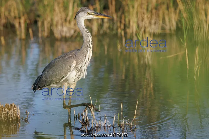: Grey heron (Ardea cinerea) ~ young on marsh ~ Camargue : Grey heron (Ardea cinerea) ~ young on marsh ~ Camargue