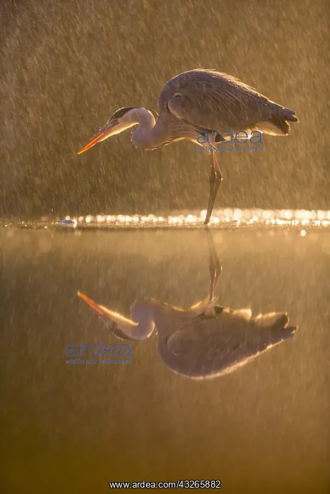 : Grey Heron (Ardea cinerea)in a night rainstorm : Grey Heron (Ardea cinerea)in a night rainstorm