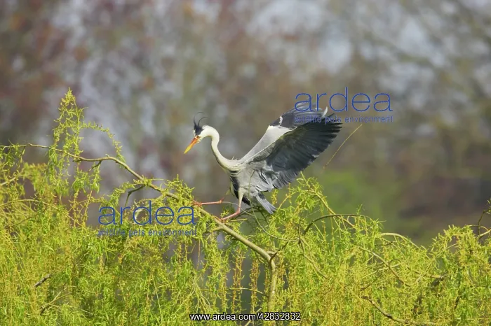 : Grey Heron - Balancing on Willow Tree in Wind : Grey Heron - Balancing on Willow Tree in Wind