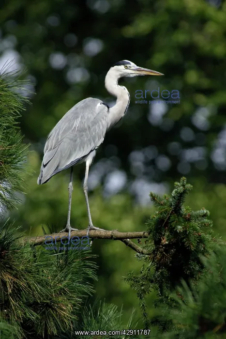 : Grey Heron - bird alert on tree branch : Grey Heron - bird alert on tree branch