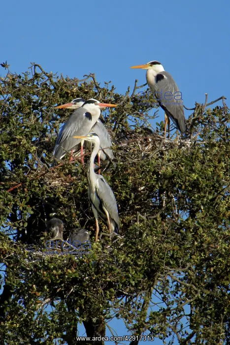 : Grey Heron - birds at nesting colony : Grey Heron - birds at nesting colony