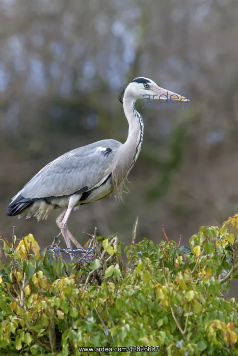 : Grey Heron - on bush : Grey Heron - on bush