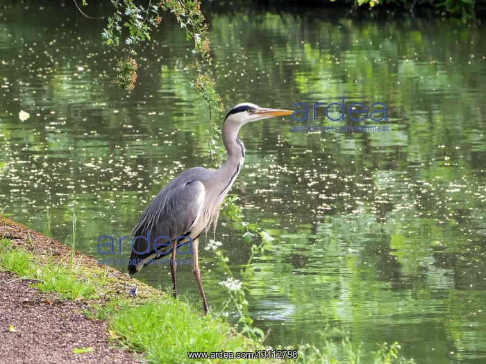 : Grey Heron - on canal towpath - Grand Union canal Birmingham : Grey Heron - on canal towpath - Grand Union canal Birmingham