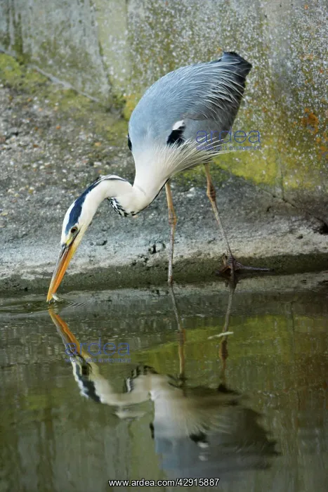 : Grey Heron - catching fish : Grey Heron - catching fish