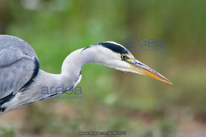 : Grey Heron - Close up of bird stalking fish in : Grey Heron - Close up of bird stalking fish in