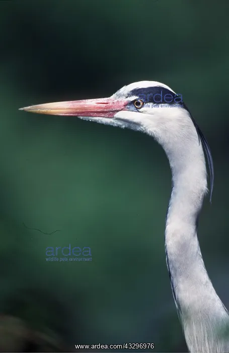 : GREY HERON - close-up of head and neck : GREY HERON - close-up of head and neck