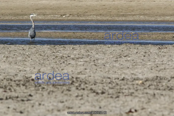 : Grey Heron - on dry marsh - Ciudad Real, Castilla : Grey Heron - on dry marsh - Ciudad Real, Castilla