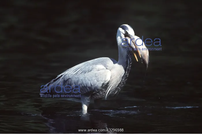 : GREY HERON - eating fish in water : GREY HERON - eating fish in water