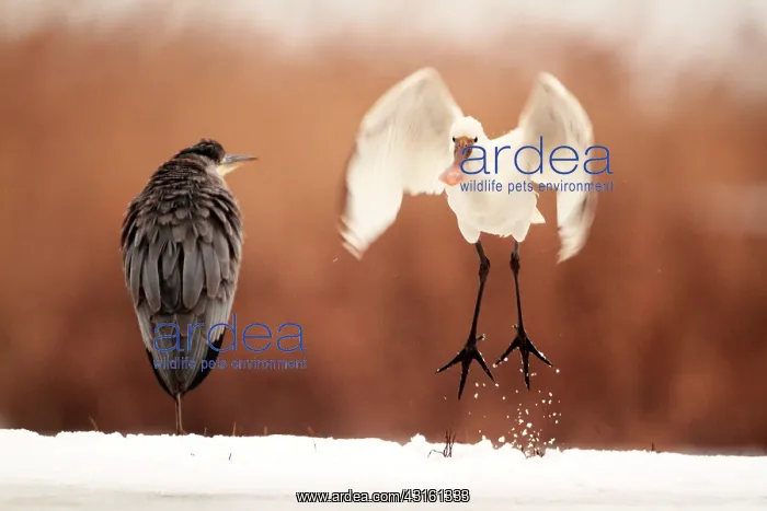 : Grey heron facing an Eurasian Spoonbill that take : Grey heron facing an Eurasian Spoonbill that take