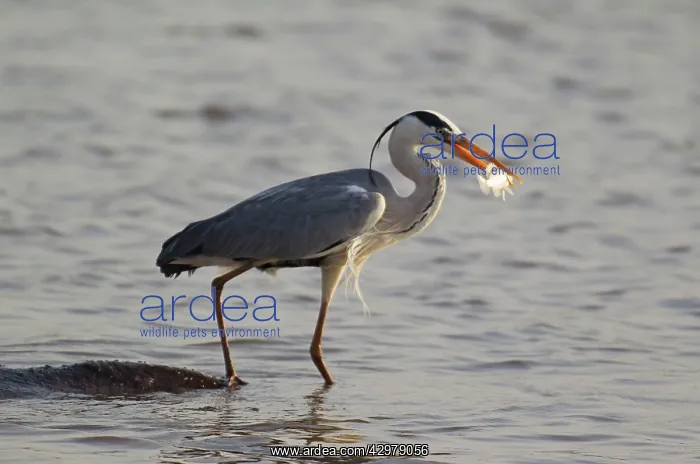 : Grey Heron - with fish - the heron uses the back : Grey Heron - with fish - the heron uses the back