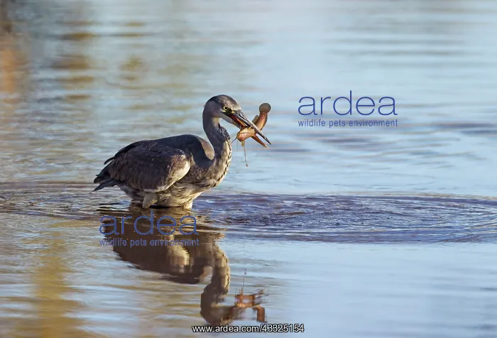 : Grey Heron - with fish prey : Grey Heron - with fish prey