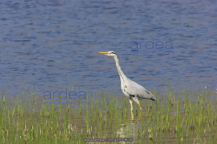 : Grey Heron - Fishing by side of loch : Grey Heron - Fishing by side of loch