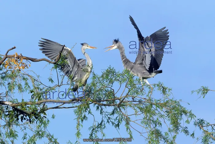 : Grey Heron - two fledgelings squabbling on branch : Grey Heron - two fledgelings squabbling on branch