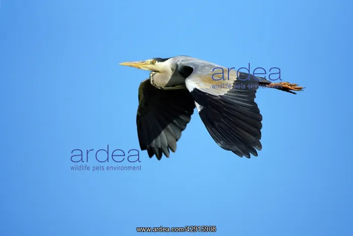 : Grey Heron - in flight : Grey Heron - in flight