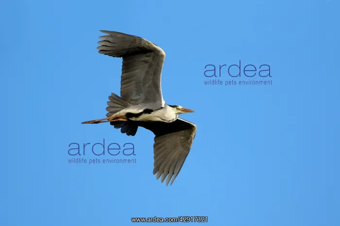 : Grey Heron - in flight : Grey Heron - in flight