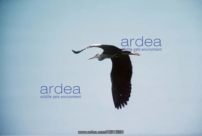 : GREY HERON - in flight : GREY HERON - in flight
