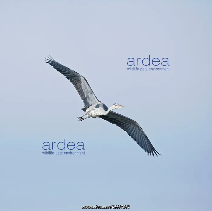 : Grey Heron - in flight : Grey Heron - in flight