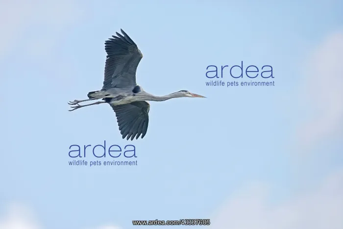 : Grey Heron - in flight : Grey Heron - in flight