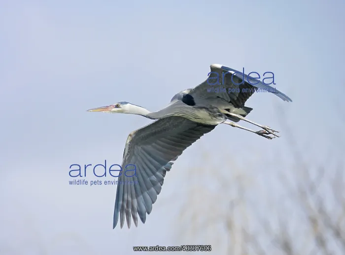 : Grey Heron - in flight : Grey Heron - in flight