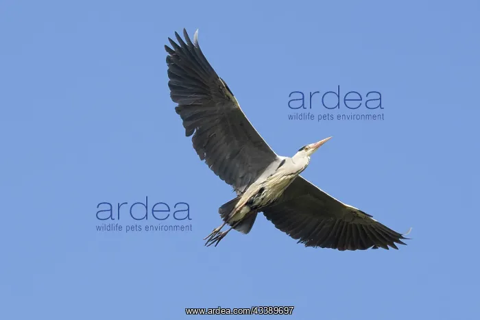 : Grey Heron flight : Grey Heron flight