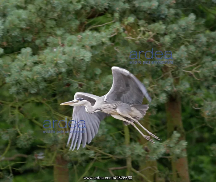 : Grey heron - in flight close up : Grey heron - in flight close up