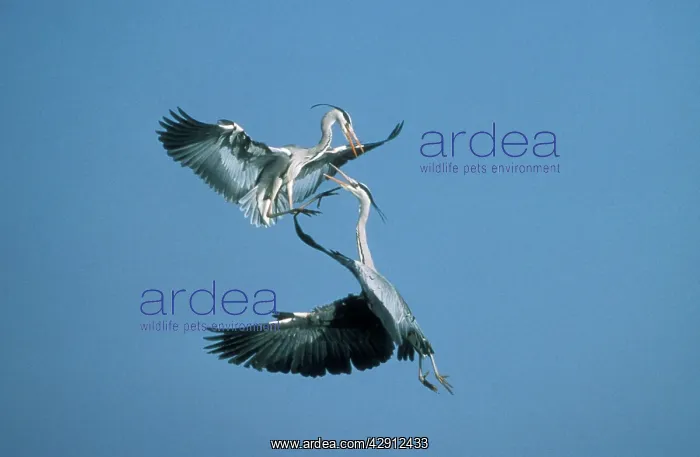 : Grey HERON - two in flight, in combat : Grey HERON - two in flight, in combat