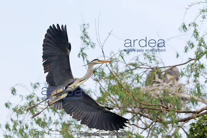 : Grey Heron - in flight towards heronry with nest material : Grey Heron - in flight towards heronry with nest material