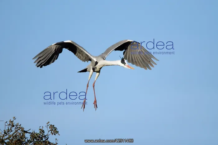 : Grey Heron - in flight, about to land at nest : Grey Heron - in flight, about to land at nest