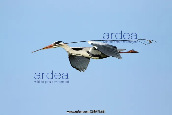 : Grey Heron - in flight, about to land at nest with : Grey Heron - in flight, about to land at nest with
