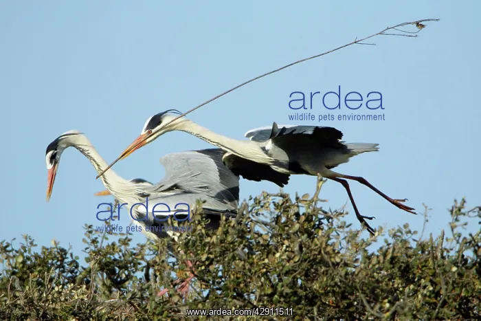 : Grey Heron - in flight, about to land at nest with : Grey Heron - in flight, about to land at nest with