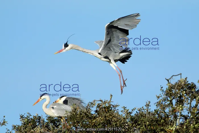 : Grey Heron - in flight, about to land at nest : Grey Heron - in flight, about to land at nest