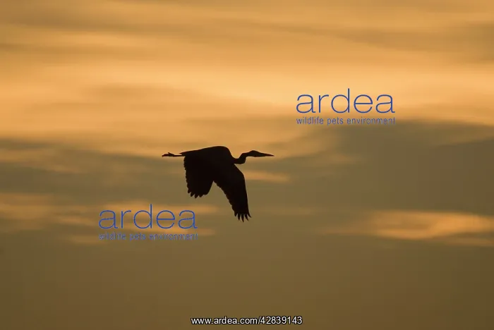 : Grey Heron - in flight at sunset : Grey Heron - in flight at sunset