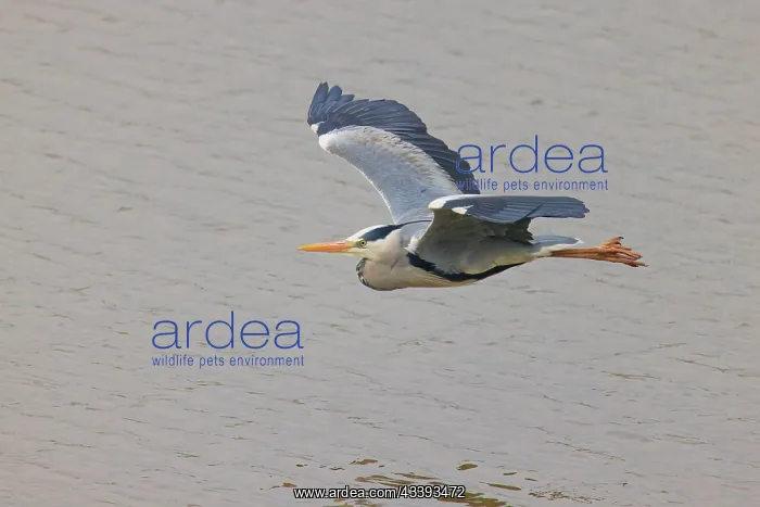 : Grey Heron - in flight over water Ardea cinerea : Grey Heron - in flight over water Ardea cinerea