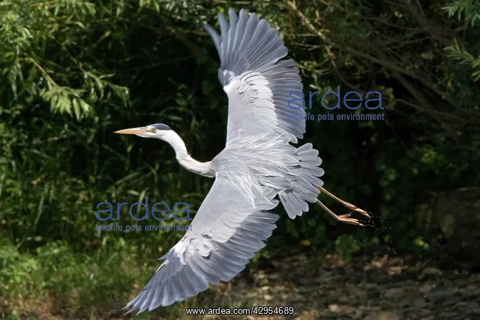 : Grey Heron - flying with legs trailing : Grey Heron - flying with legs trailing